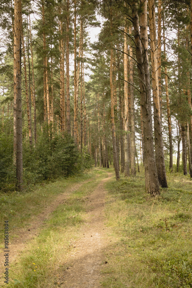 Road in a pine forest. Summer, day.