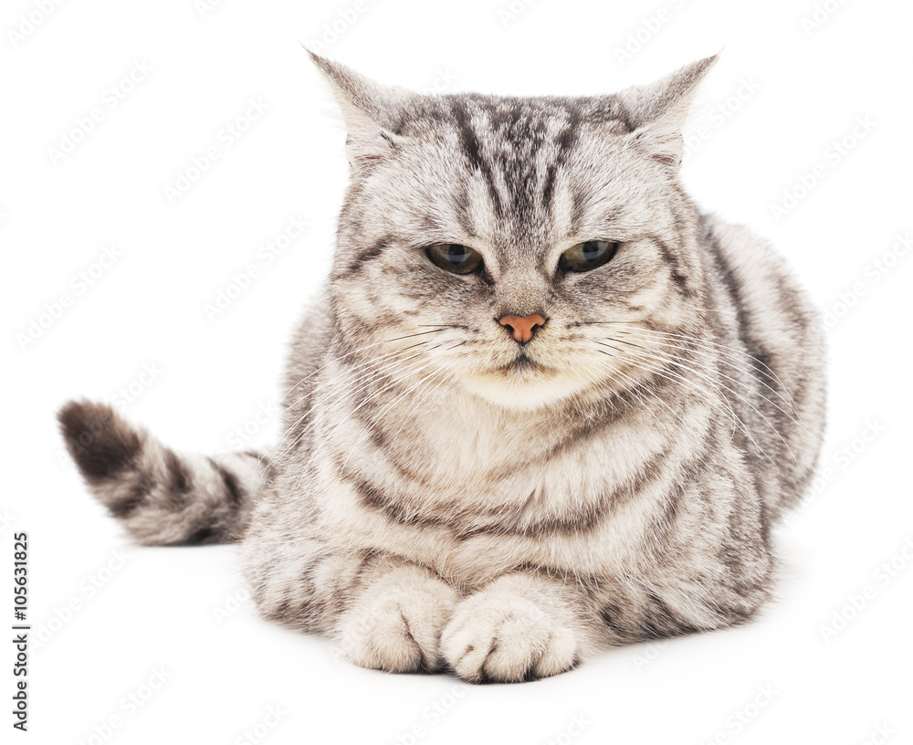 Obraz premium The gray cat.
