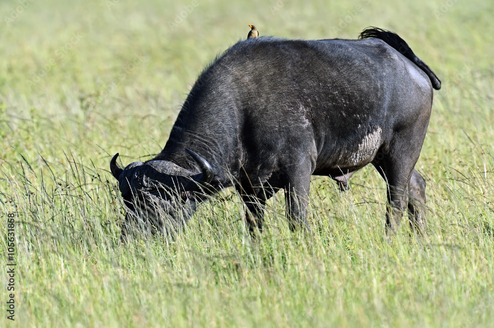 Buffalo in the savannah Buffalo in the savannah