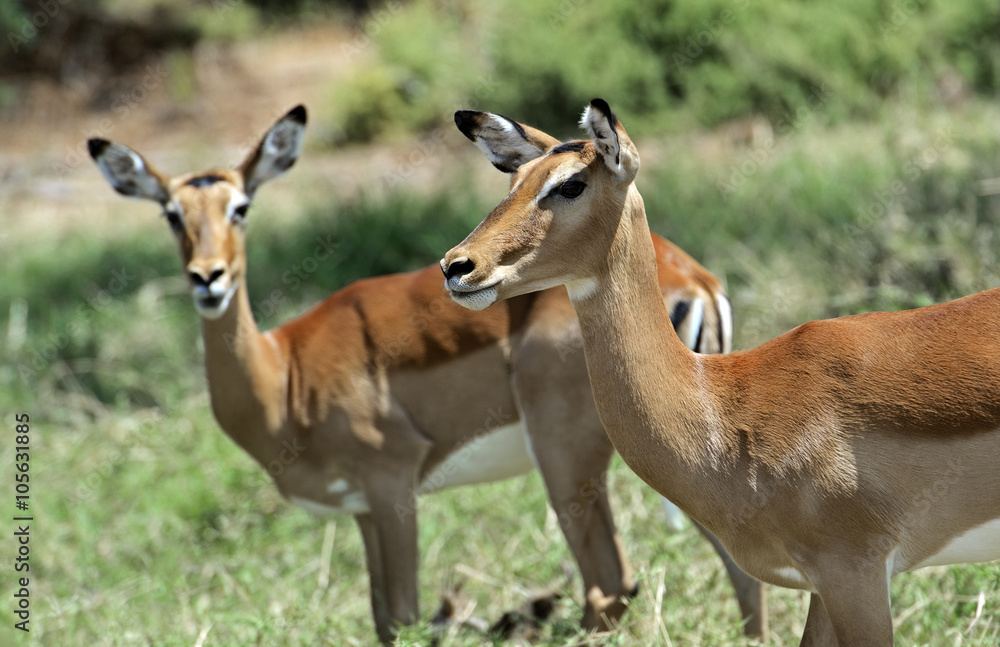 Impala gazelle in the savannah