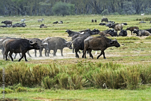 Buffalo in the savannah