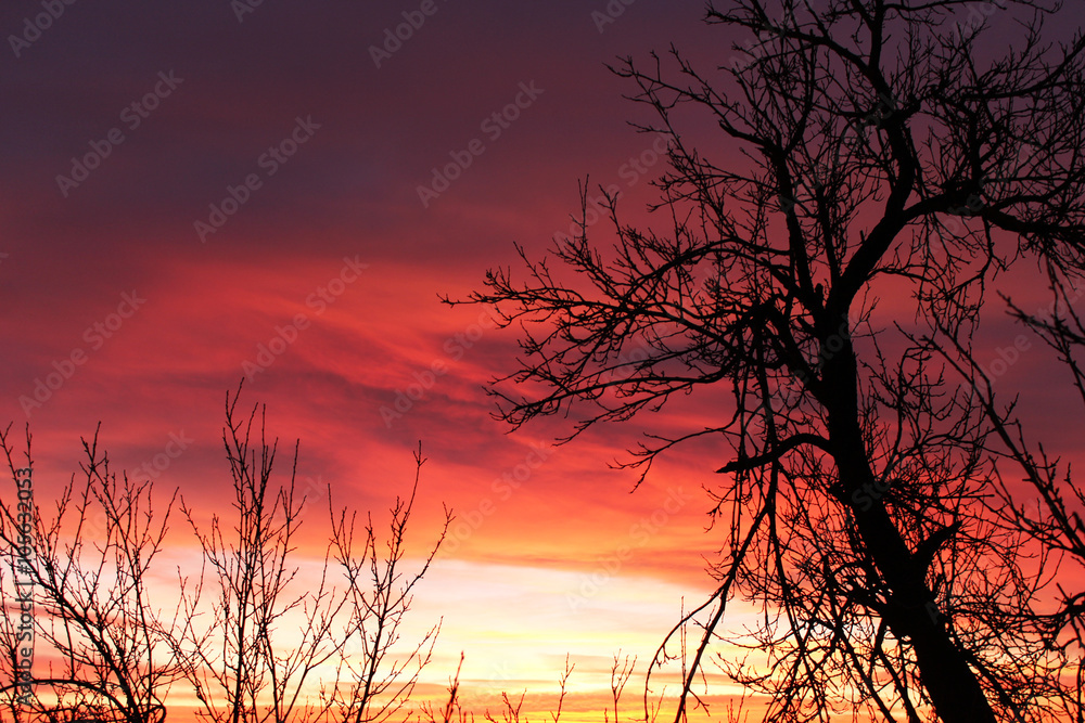 Obraz premium Out of focus natural scene with silhouette of tree against sunset light
