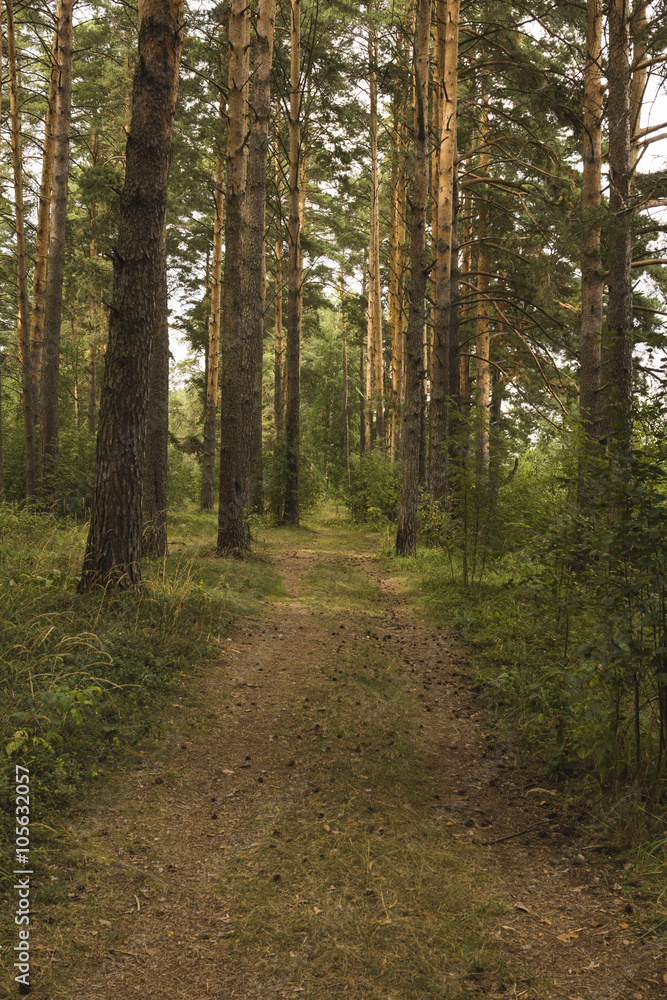 Obraz premium Road in a pine forest. Summer, day.