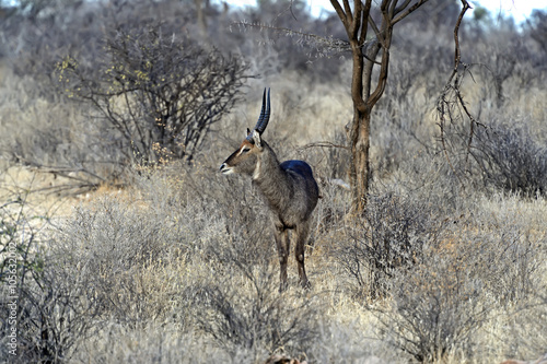 Water goat in the savannah