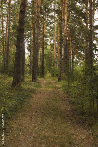 Road in a pine forest. Summer, day. © iskander1