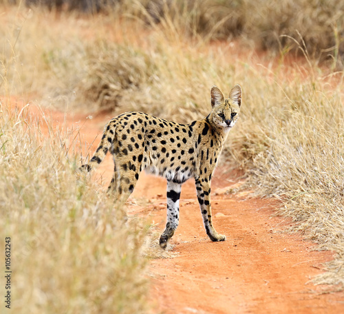 Serval Tsavo Park