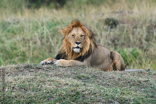 Fototapeta Naklejka Na Ścianę i Meble -  Portrait of African lion