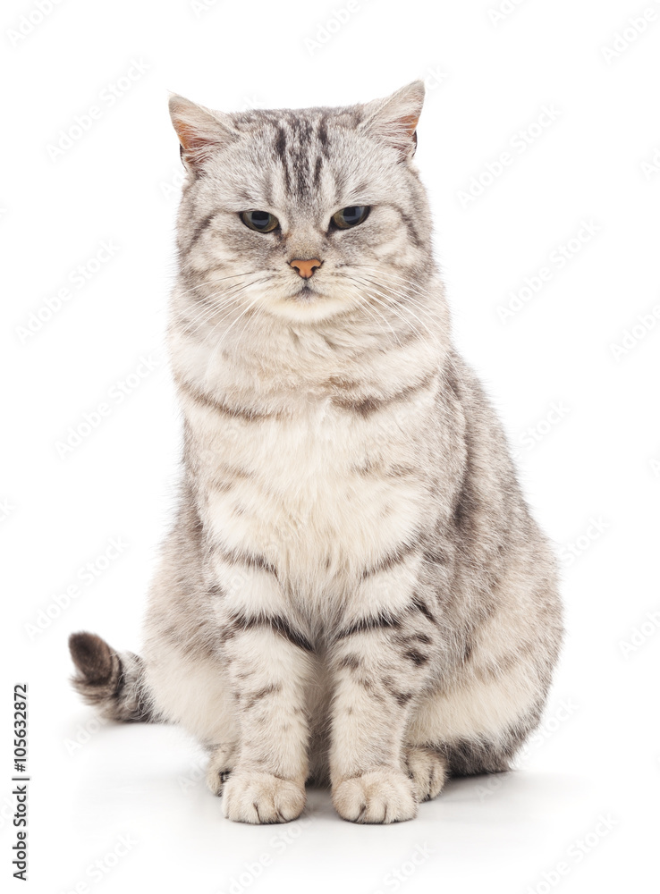 Obraz premium Grey cat.