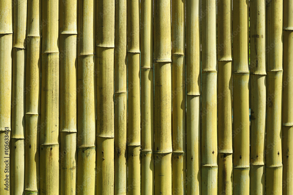 Fototapeta premium Bamboo background