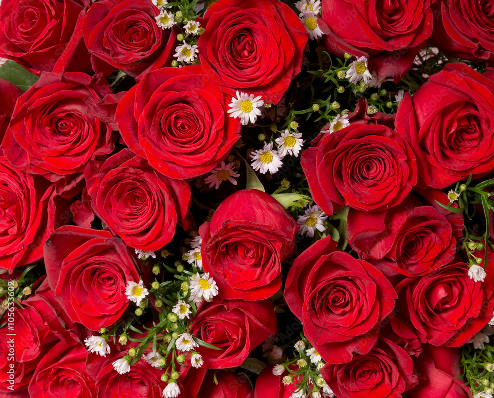 Natural red roses background Natural red roses background