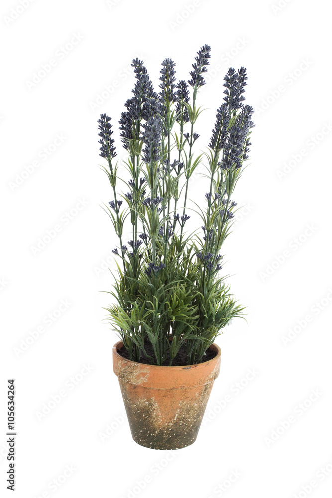 Flowers in a pot Flowers in a pot