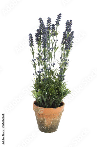 Flowers in a pot