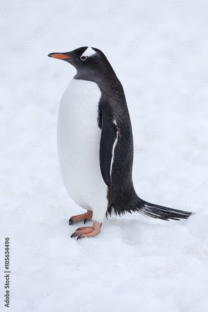 Obraz premium Gentoo Penguin, Antarctica. 