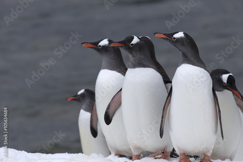 Gentoo Penguins  Antarctica. 