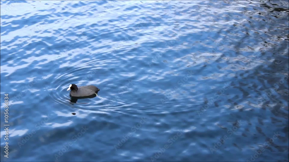 Water hen (Gallinula chloropus) swims in the White Lake, Gatchina park, Gatchina, Leningrad region, spring 2016. Water hen (Gallinula chloropus) swims in the White Lake, Gatchina park, Gatchina, Leningrad region, spring 2016.