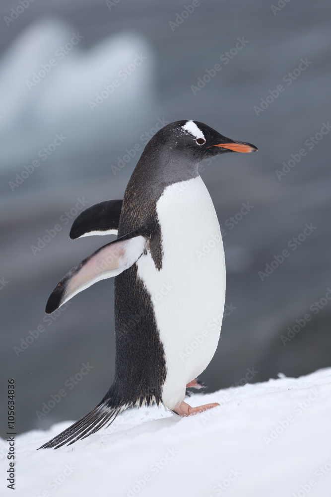 Naklejka premium Gentoo Penguin, Antarctica. 