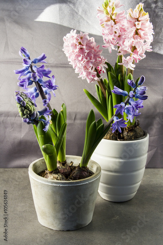 Hyacinths in a pot, blue and pink. Grey background.