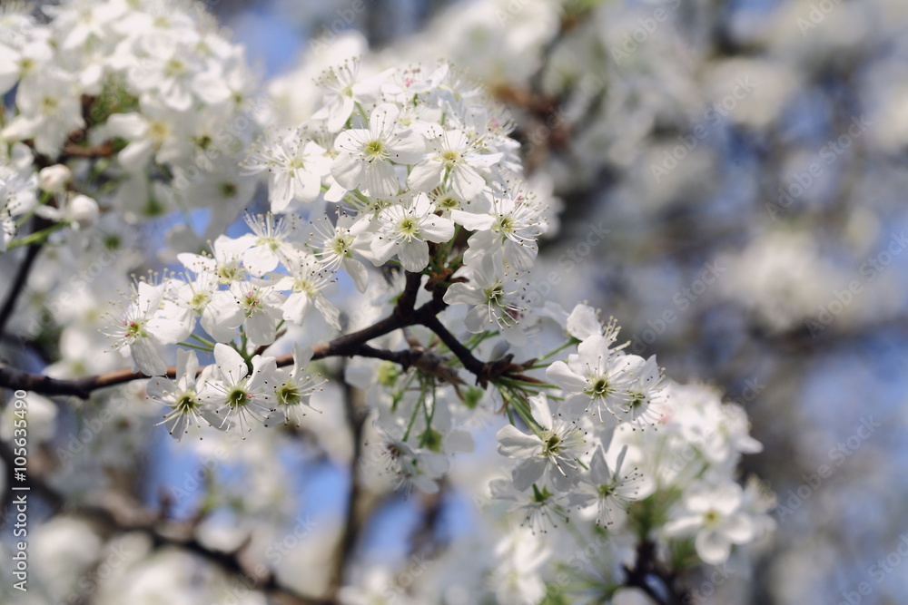 Bradford Pear Tree Blooms
