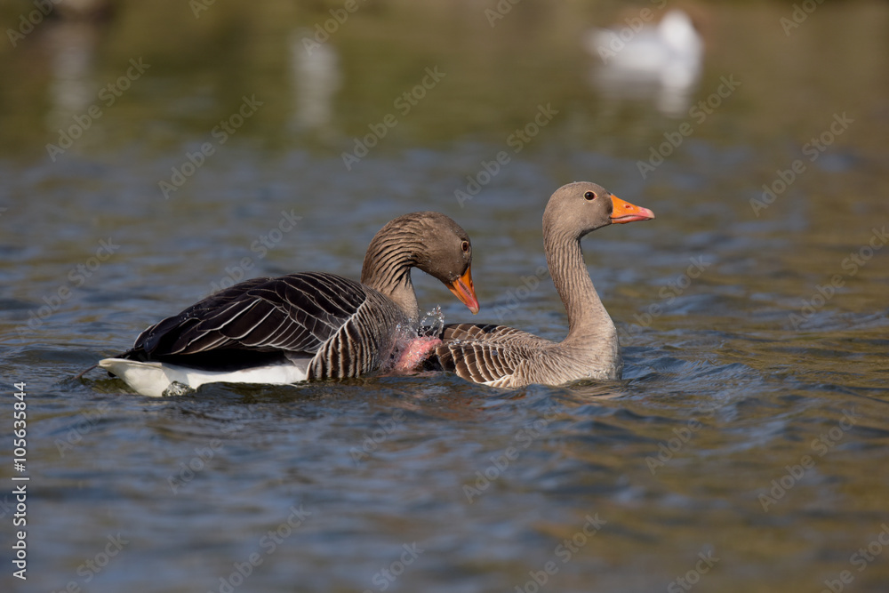 Greylag Goose, goose - copulation Greylag Goose, goose - copulation