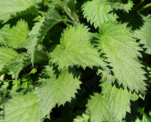 Stinging nettle background