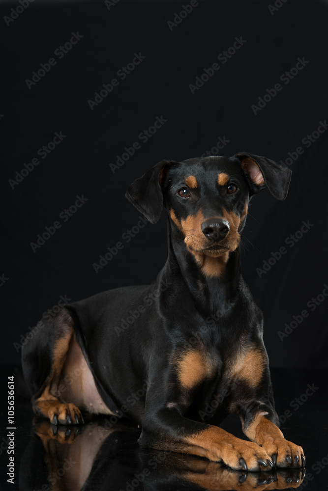 Pinscher Pinscher