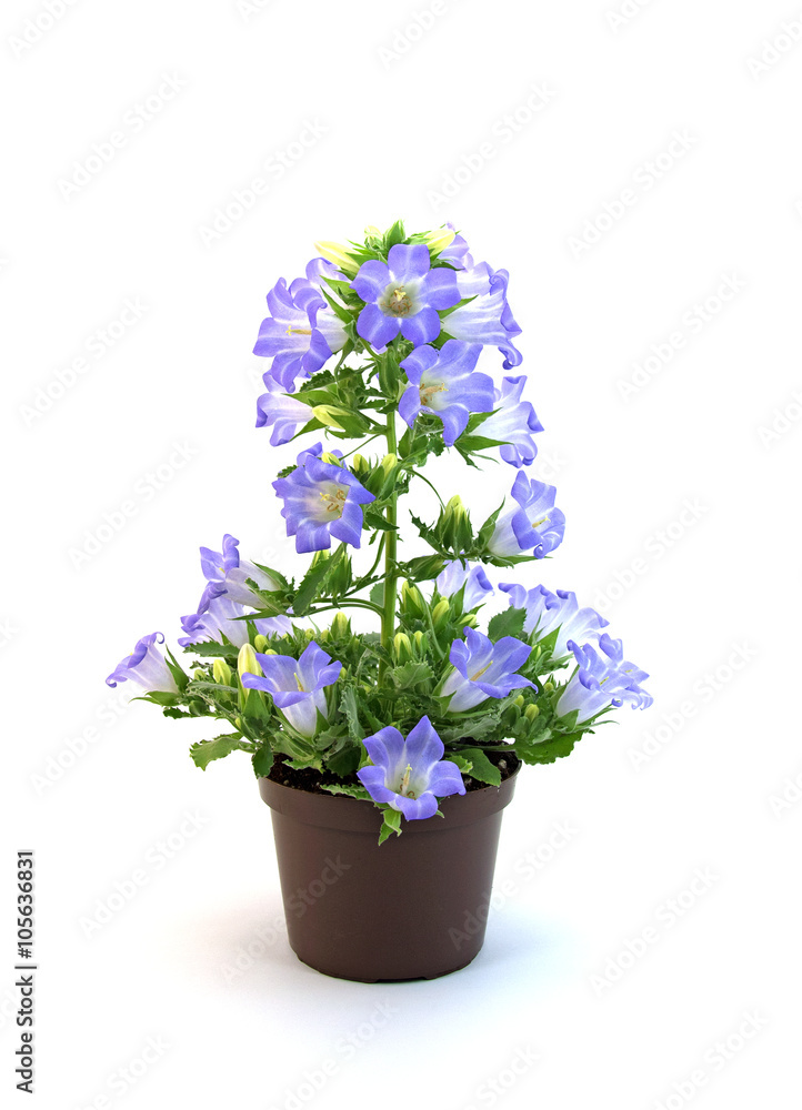 Glockenblume, Campanula, Blumentopf, Flowerpot Glockenblume, Campanula, Blumentopf, Flowerpot