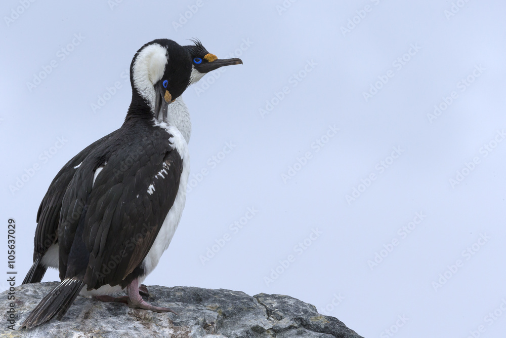 Obraz premium Antarctic shag, Phalacrocorax (atriceps) bransfieldensis, Antarctica. Also caled: Blue-eyed shag. 