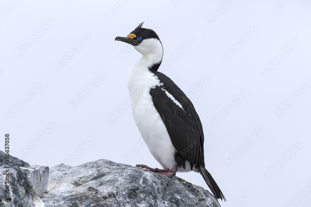 Fototapeta premium Antarctic shag, Phalacrocorax (atriceps) bransfieldensis, Antarctica. Also caled: Blue-eyed shag. 
