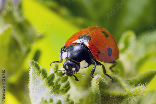 Macro photo of a 7-spot ladybird.