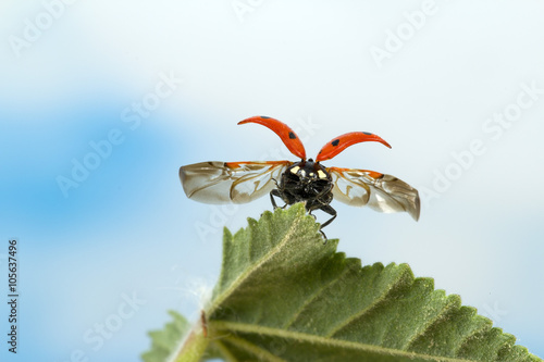 A 7-spot ladybird starting its flight