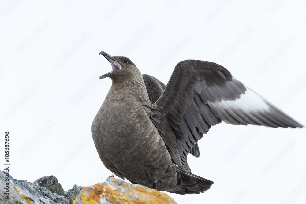 Fototapeta premium Brown skua, Antarctica.