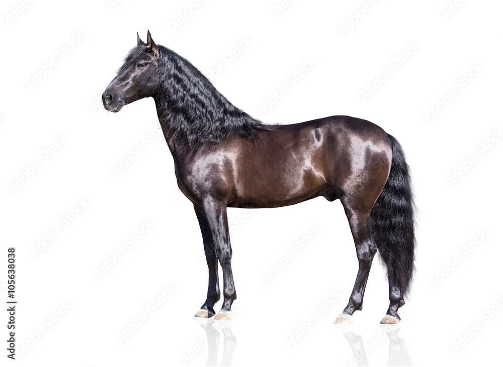 isolate of the exterior brown Andalusian horse