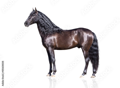 isolate of the exterior brown Andalusian horse