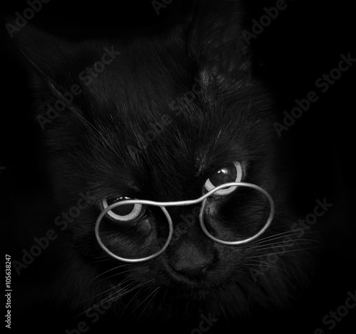 black cat with glasses