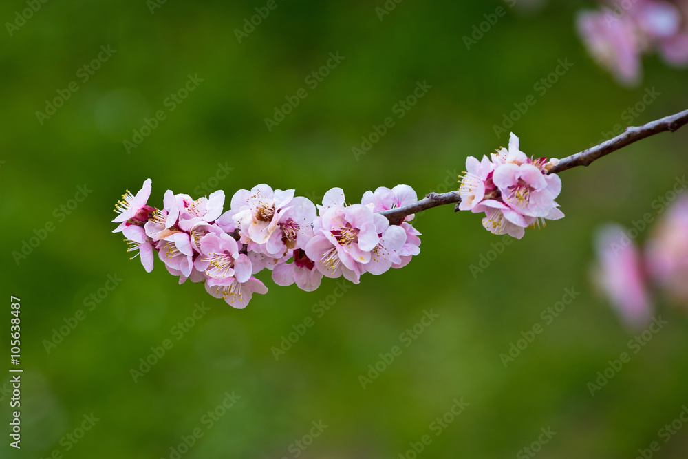 Fototapeta premium Blossom apricot tree springtime view