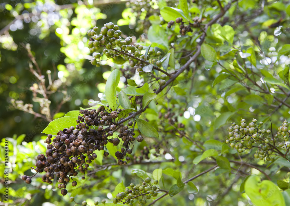 unripe and ripe clusters of pepper on a tree unripe and ripe clusters of pepper on a tree