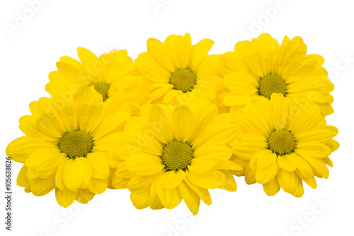 yellow chrysanthemum flowers isolated