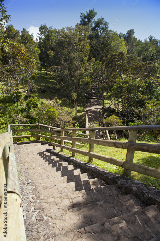 Ladder down in tropical park. Mauritius.