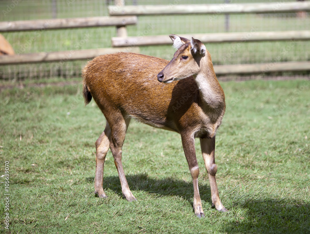 Fototapeta premium Deer in park, Mauritius