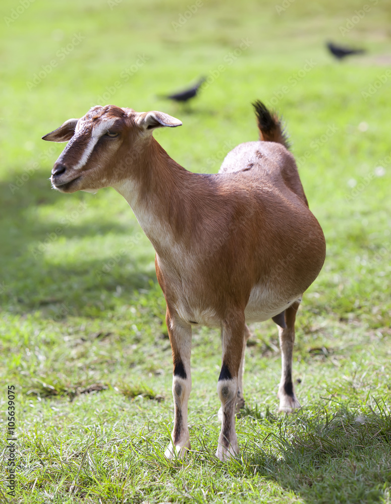 Fototapeta premium Toggenburg hornless goat