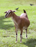 Toggenburg hornless goat