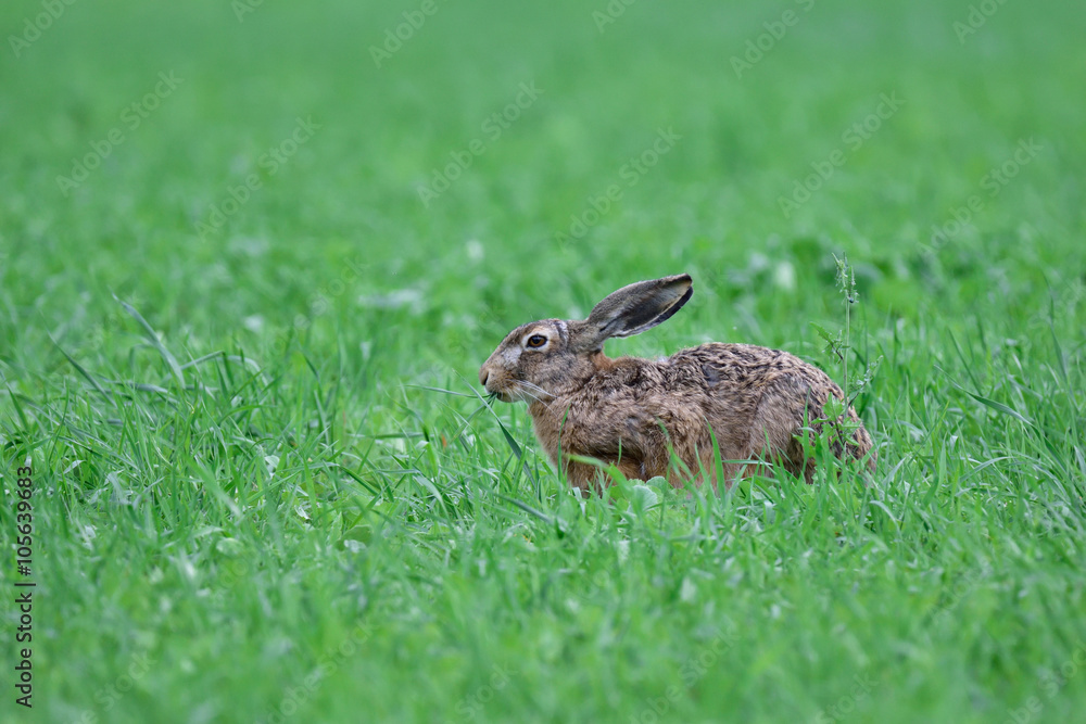 Fototapeta premium Hase auf der Spreewaldwiese