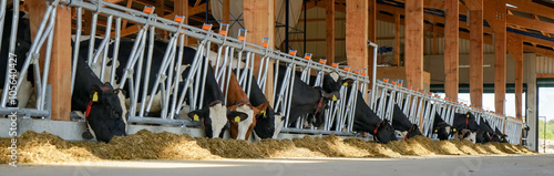 Kühe fressen Silage im neuen Kuhstall, Banner