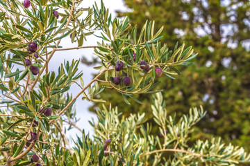 Crédence de cuisine Olivier Olives noires mûres sur rameau  © Sid10