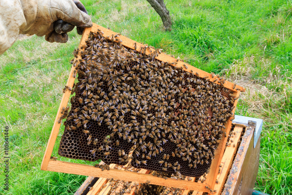 Open hive, beekeeping