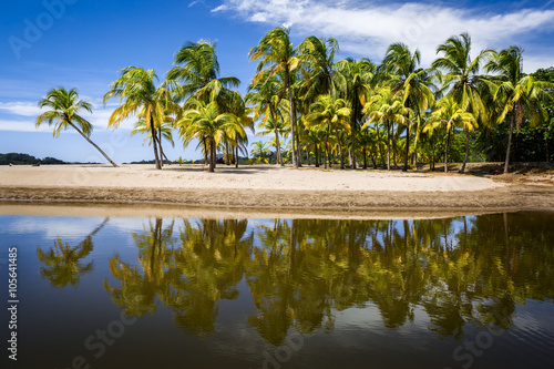 Palm trees on the Carrillo beach photo
