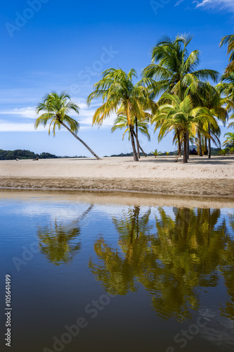 Palm trees on the Carrillo beach