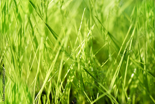 Blurry background with green grass.