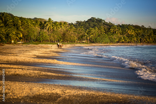 Palm trees on the Samara beach. photo