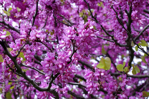 Albero fiorito in primavera.